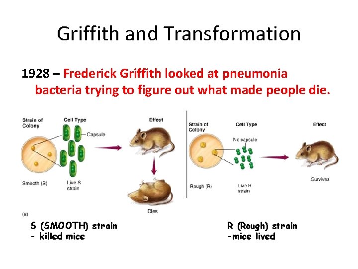 Griffith and Transformation 1928 – Frederick Griffith looked at pneumonia bacteria trying to figure