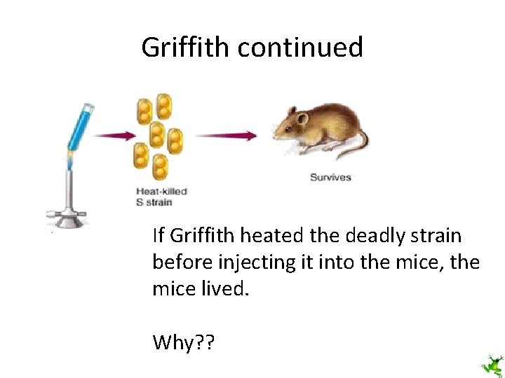 Griffith continued If Griffith heated the deadly strain before injecting it into the mice,