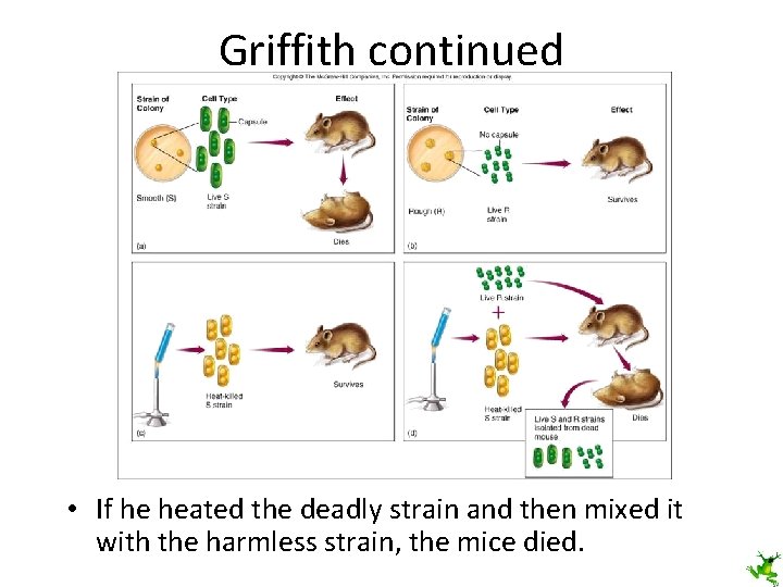 Griffith continued • If he heated the deadly strain and then mixed it with