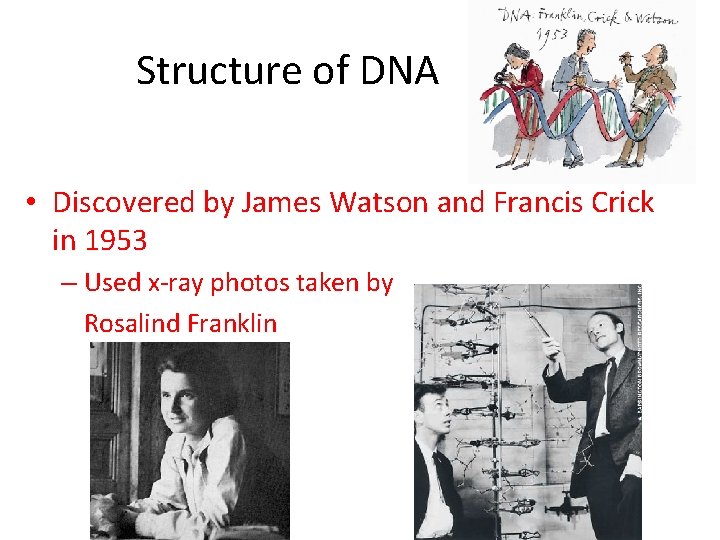 Structure of DNA • Discovered by James Watson and Francis Crick in 1953 –