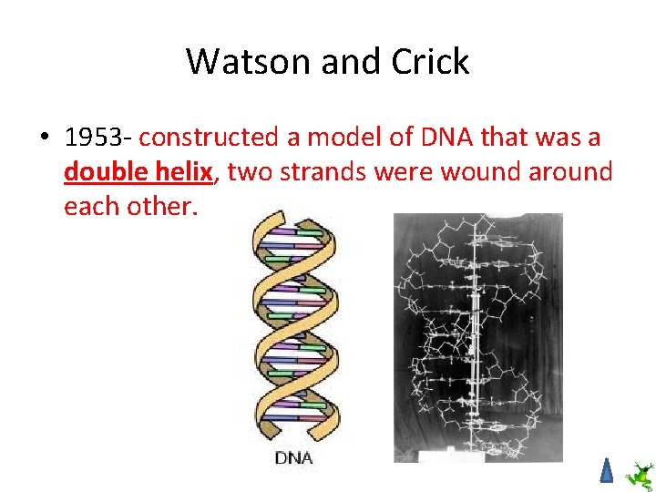 Watson and Crick • 1953 - constructed a model of DNA that was a