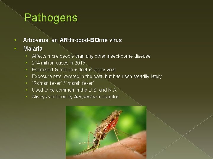 Pathogens • • Arbovirus: an ARthropod-BOrne virus Malaria • • Affects more people than