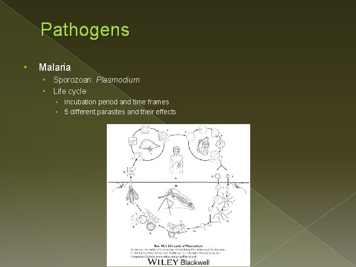 Pathogens • Malaria • • Sporozoan: Plasmodium Life cycle • Incubation period and time