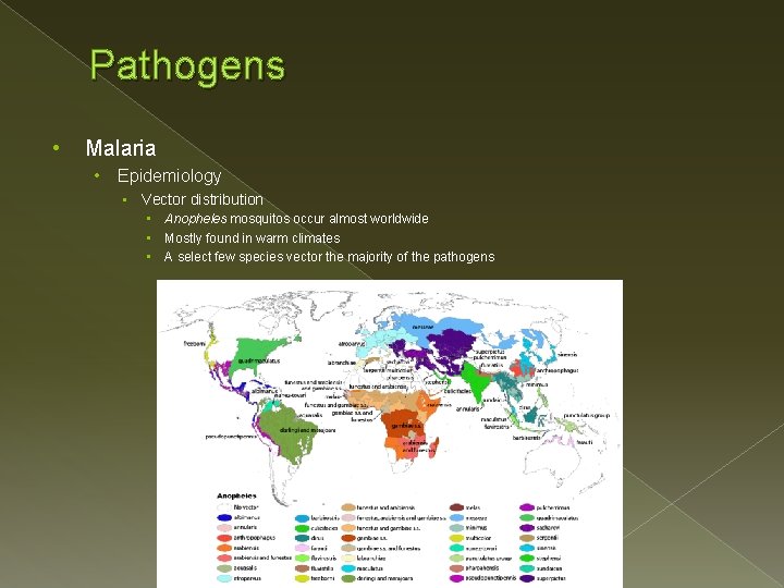 Pathogens • Malaria • Epidemiology • Vector distribution • Anopheles mosquitos occur almost worldwide Pathogens • Malaria • Epidemiology • Vector distribution • Anopheles mosquitos occur almost worldwide