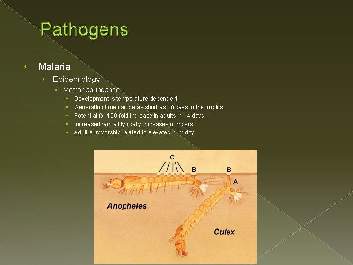 Pathogens • Malaria • Epidemiology • Vector abundance • • • Development is temperature-dependent