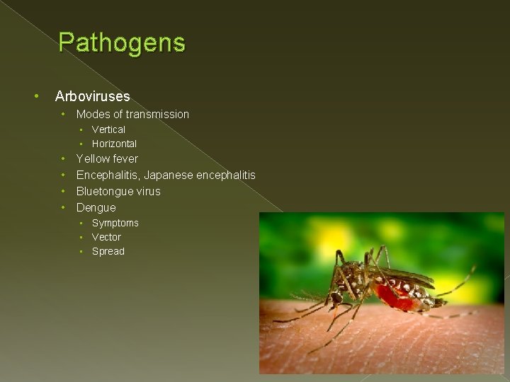 Pathogens • Arboviruses • Modes of transmission • Vertical • Horizontal • • Yellow