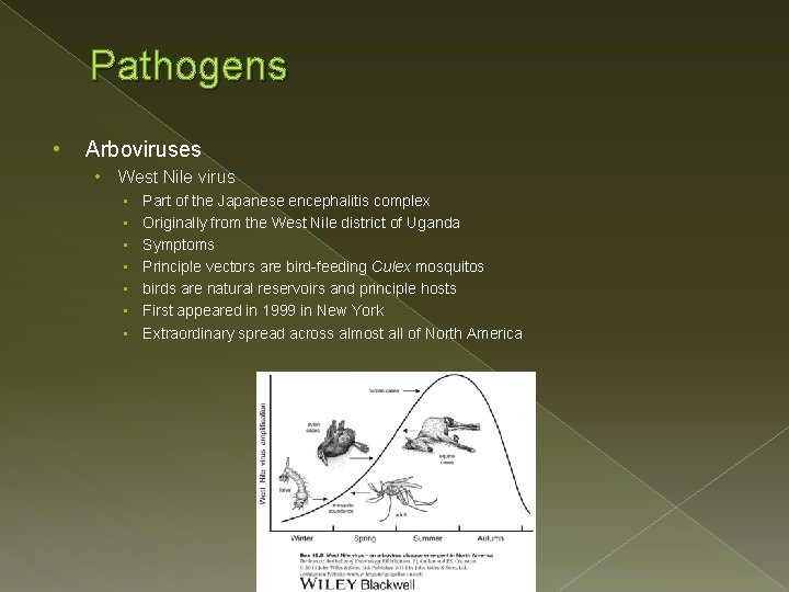 Pathogens • Arboviruses • West Nile virus • • Part of the Japanese encephalitis