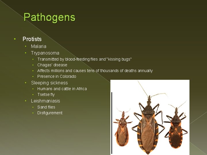 Pathogens • Protists • • Malaria Trypanosoma • • • Transmitted by blood-feeding flies Pathogens • Protists • • Malaria Trypanosoma • • • Transmitted by blood-feeding flies