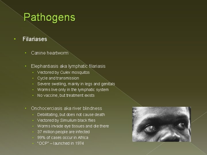 Pathogens • Filariases • Canine heartworm • Elephantiasis aka lymphatic filariasis • • •
