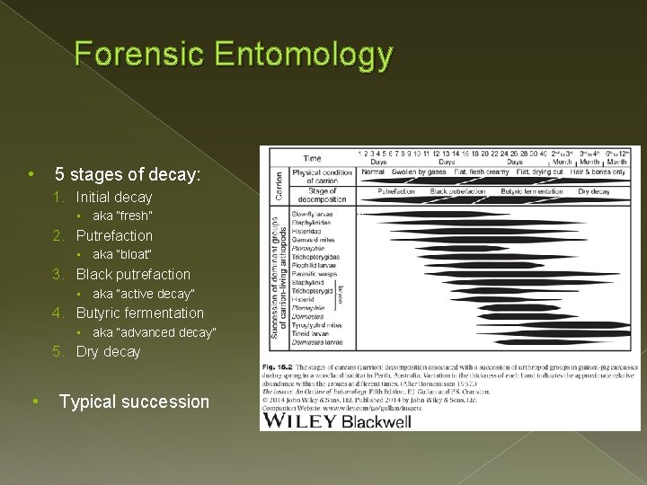 Forensic Entomology • 5 stages of decay: 1. Initial decay • aka “fresh” 2.