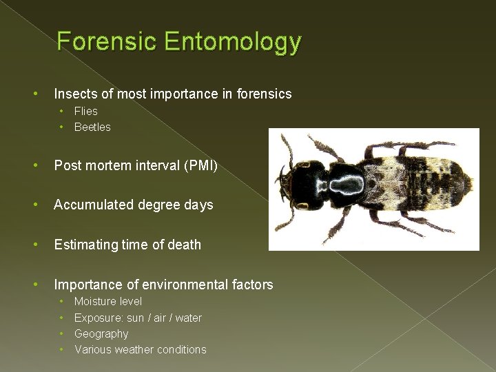 Forensic Entomology • Insects of most importance in forensics • • Flies Beetles •