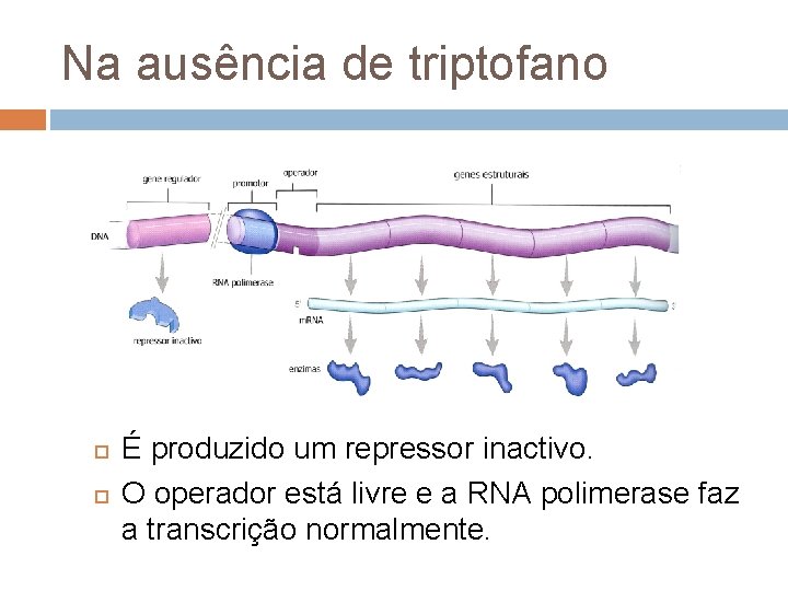 Na ausência de triptofano É produzido um repressor inactivo. O operador está livre e