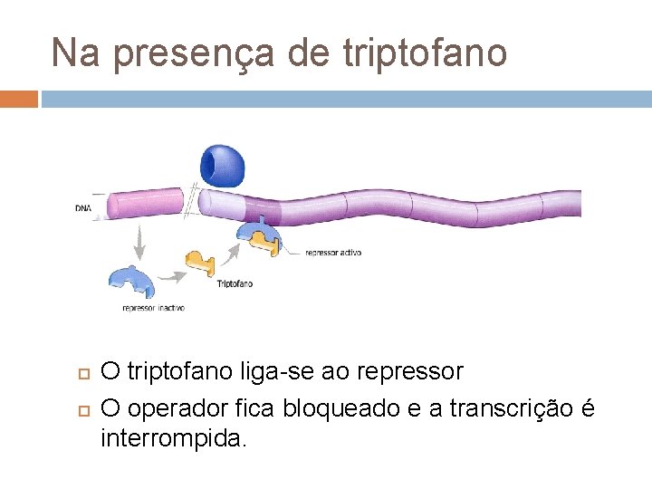 Na presença de triptofano O triptofano liga-se ao repressor O operador fica bloqueado e