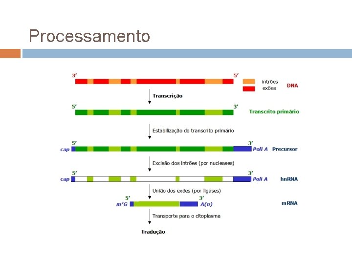 Processamento 