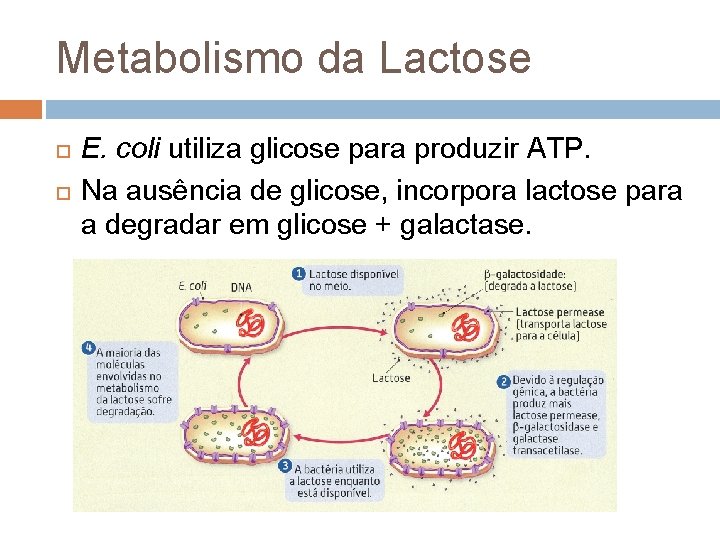 Metabolismo da Lactose E. coli utiliza glicose para produzir ATP. Na ausência de glicose,