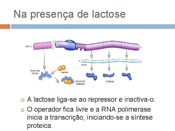 Na presença de lactose A lactose liga-se ao repressor e inactiva-o. O operador fica