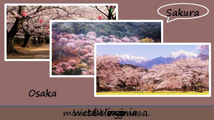Sakura Osaka mountain mamma. West Virginia, I belong. 