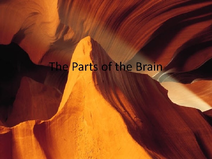 The Parts of the Brain 