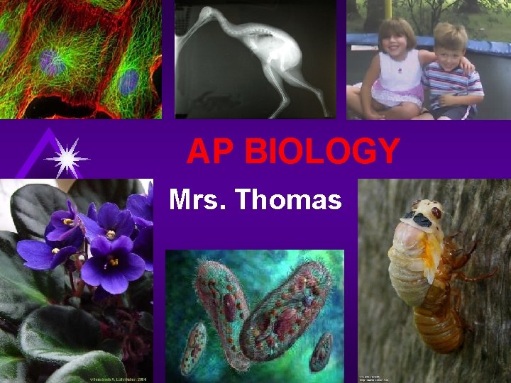 AP BIOLOGY Mrs. Thomas 