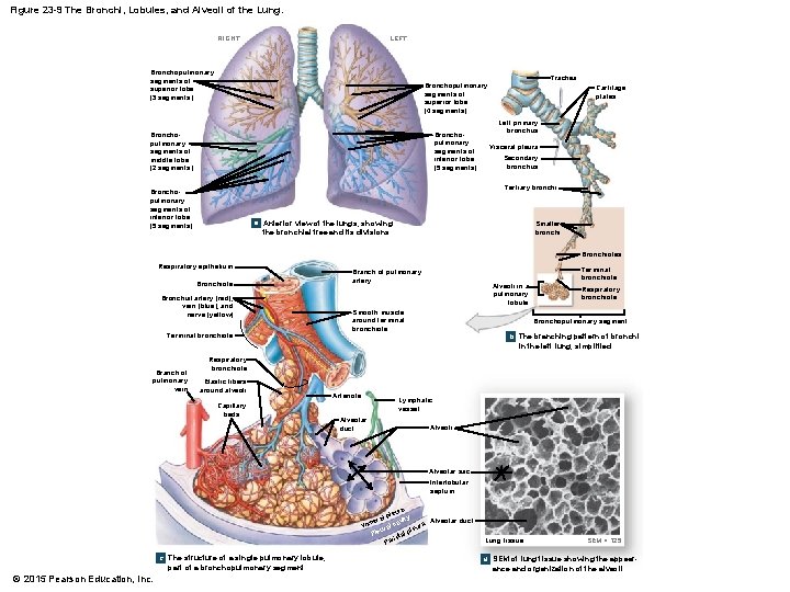 Figure 23 -9 The Bronchi, Lobules, and Alveoli of the Lung. LEFT RIGHT Bronchopulmonary