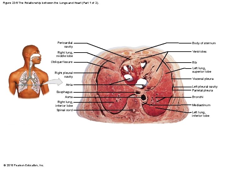 Figure 23 -8 The Relationship between the Lungs and Heart (Part 1 of 2).