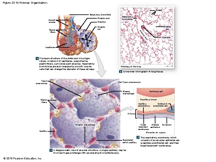Figure 23 -10 Alveolar Organization. Alveoli Respiratory bronchiole Alveolar duct Smooth muscle Respiratory bronchiole