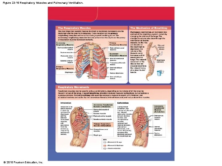 Figure 23 -15 Respiratory Muscles and Pulmonary Ventilation. © 2015 Pearson Education, Inc. 