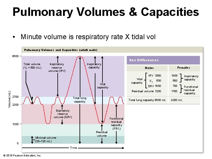 Pulmonary Volumes & Capacities • Minute volume is respiratory rate X tidal vol Pulmonary