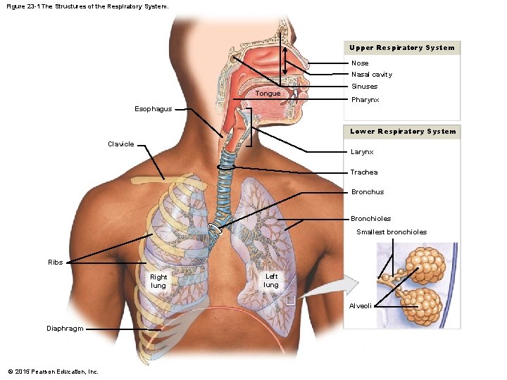 Figure 23 -1 The Structures of the Respiratory System. Upper Respiratory System Nose Nasal
