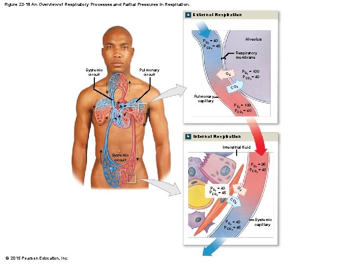 Figure 23 -18 An Overview of Respiratory Processes and Partial Pressures in Respiration. a