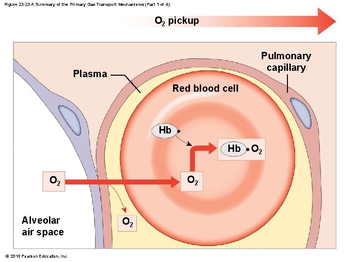 Figure 23 -23 A Summary of the Primary Gas Transport Mechanisms (Part 1 of