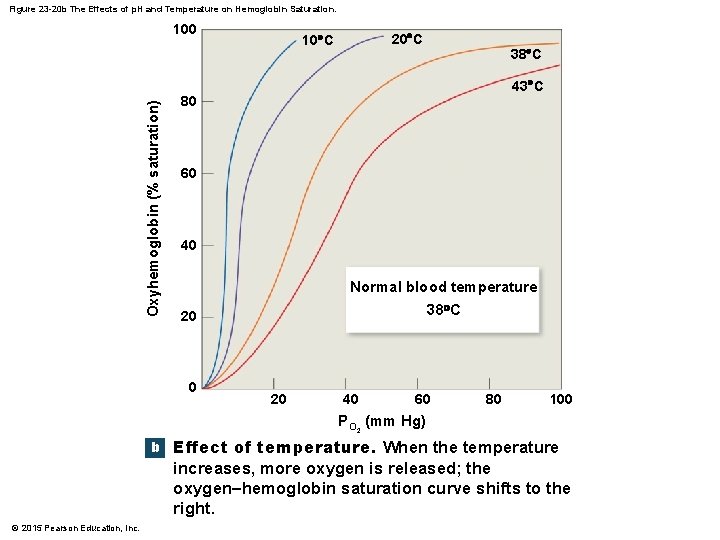 Figure 23 -20 b The Effects of p. H and Temperature on Hemoglobin Saturation.