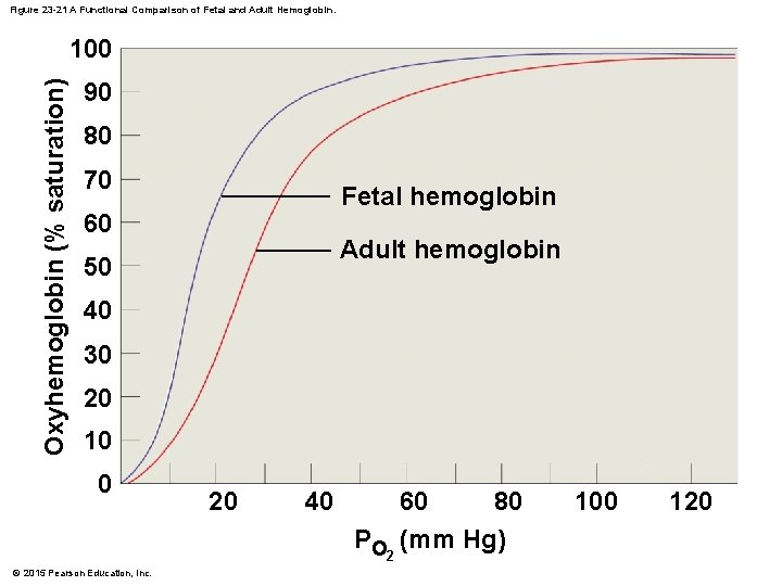 Figure 23 -21 A Functional Comparison of Fetal and Adult Hemoglobin. Oxyhemoglobin (% saturation)
