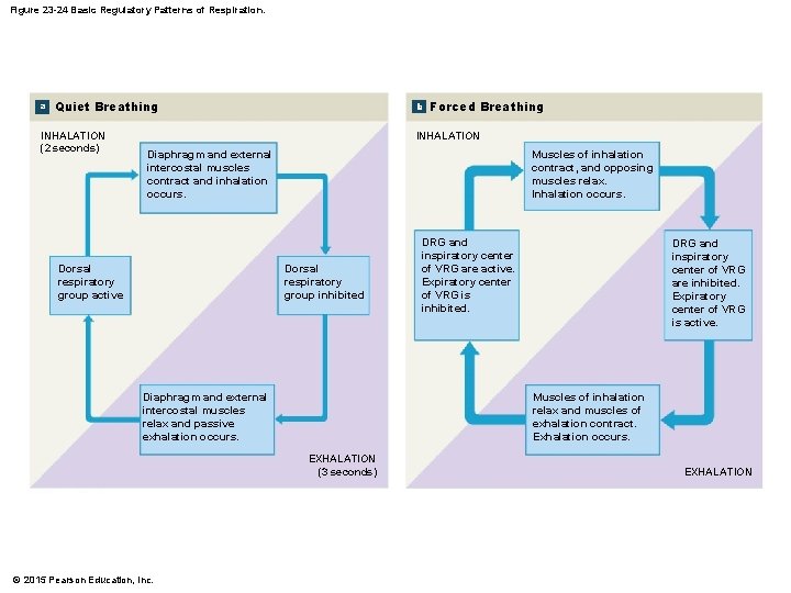 Figure 23 -24 Basic Regulatory Patterns of Respiration. a Quiet Breathing INHALATION (2 seconds)