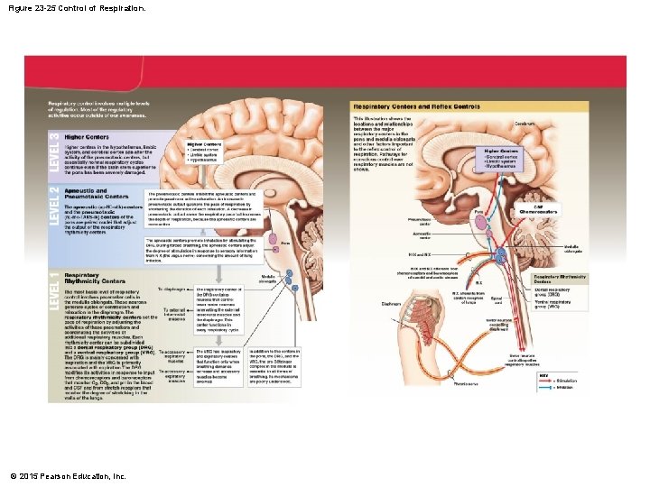 Figure 23 -25 Control of Respiration. © 2015 Pearson Education, Inc. 