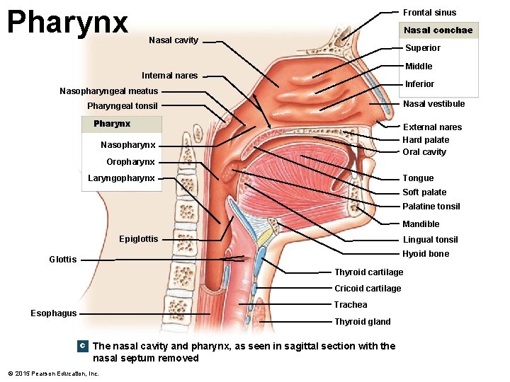 Pharynx Frontal sinus Nasal conchae Nasal cavity Superior Middle Internal nares Inferior Nasopharyngeal meatus