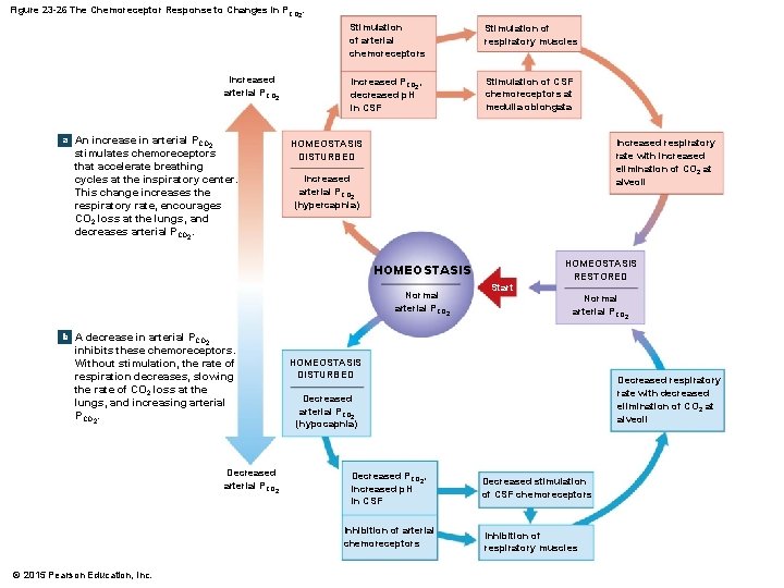 Figure 23 -26 The Chemoreceptor Response to Changes in PCO 2. Increased arterial PCO