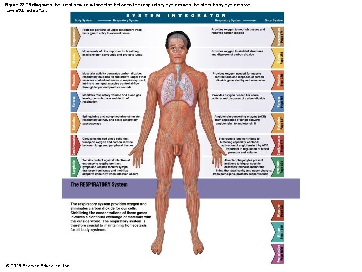 Figure 23 -28 diagrams the functional relationships between the respiratory system and the other