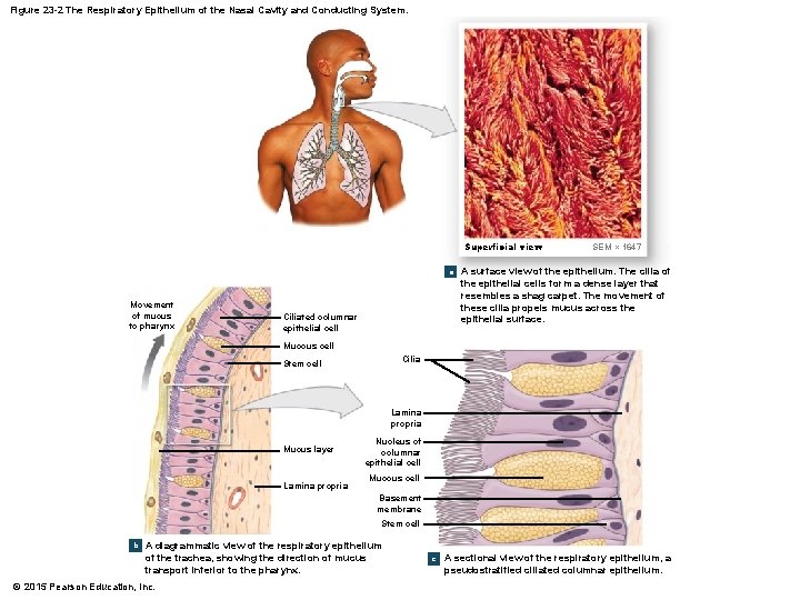 Figure 23 -2 The Respiratory Epithelium of the Nasal Cavity and Conducting System. Superficial
