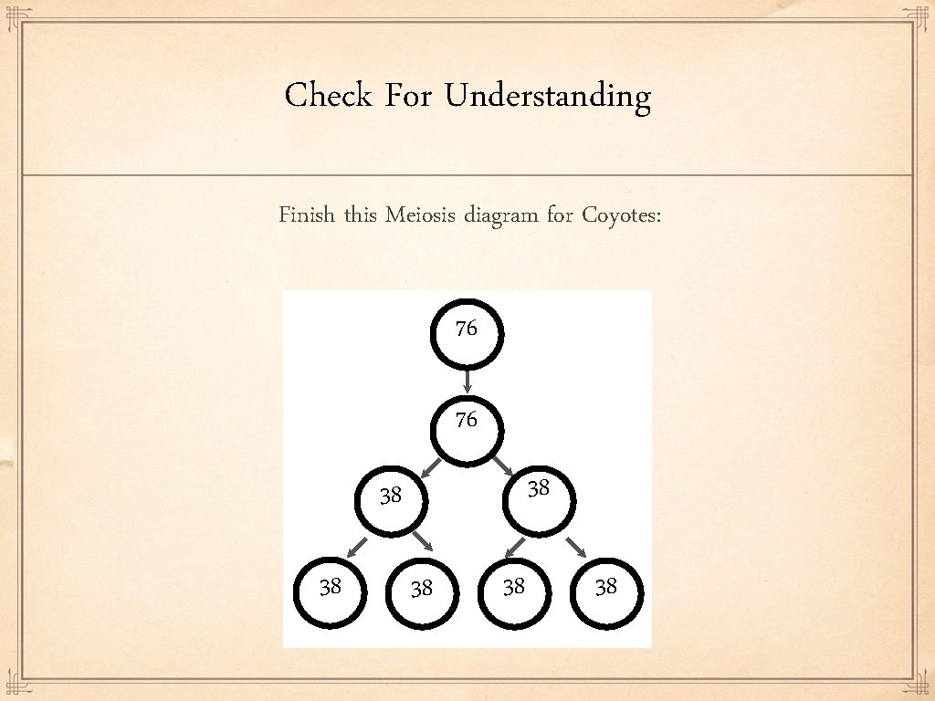 Check For Understanding Finish this Meiosis diagram for Coyotes: 76 76 38 38 38