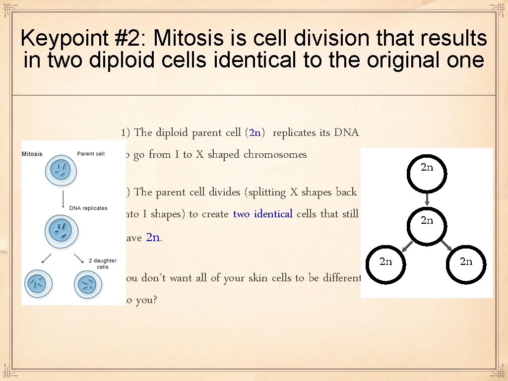 Keypoint #2: Mitosis is cell division that results in two diploid cells identical to