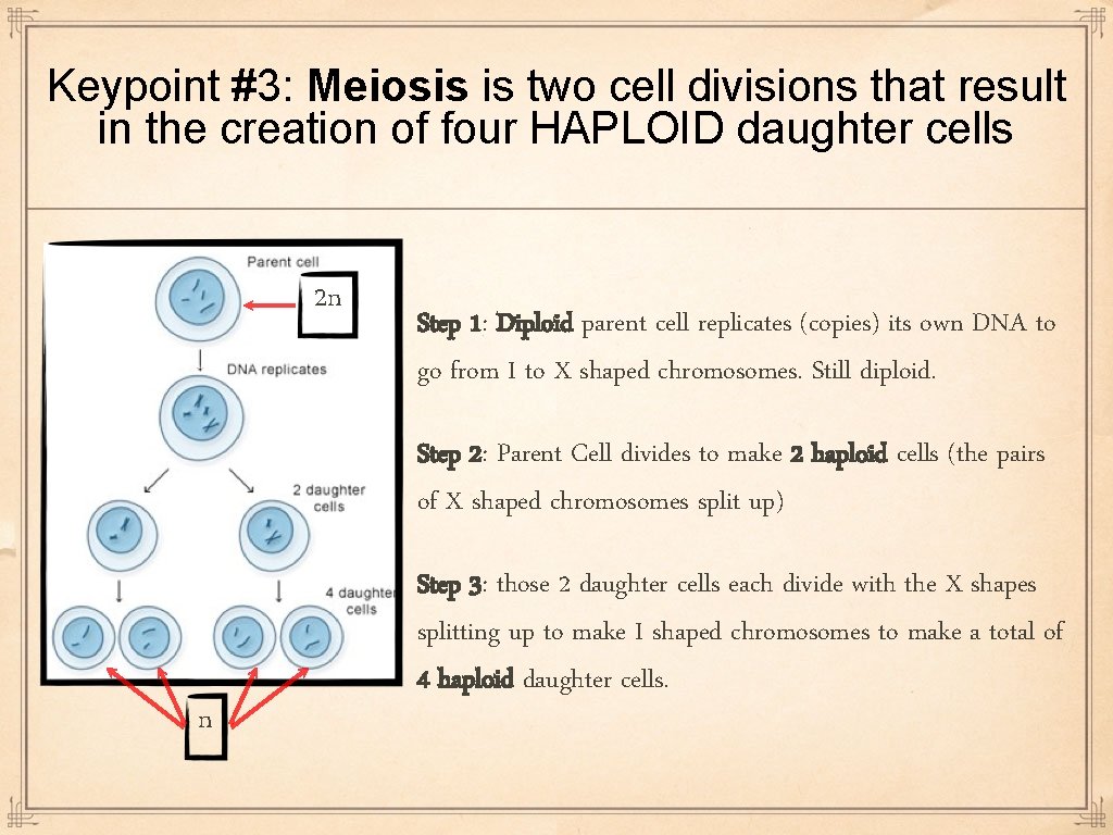 Keypoint #3: Meiosis is two cell divisions that result in the creation of four