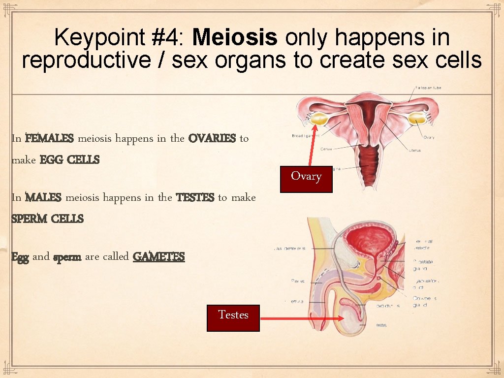 Keypoint #4: Meiosis only happens in reproductive / sex organs to create sex cells