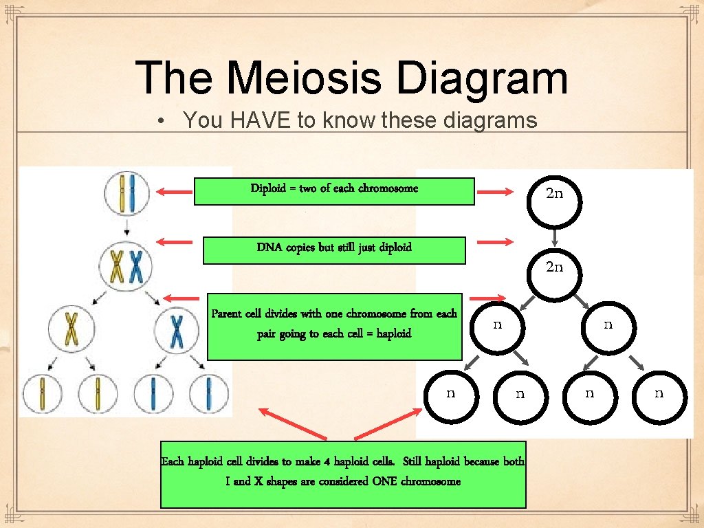 The Meiosis Diagram • You HAVE to know these diagrams Diploid = two of