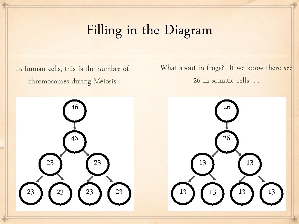 Filling in the Diagram In human cells, this is the number of chromosomes during