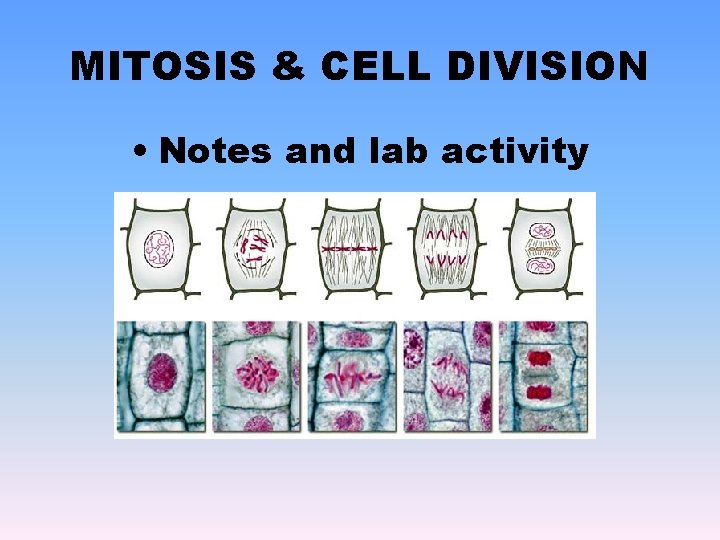 MITOSIS & CELL DIVISION • Notes and lab activity 