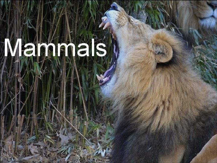 Mammals 