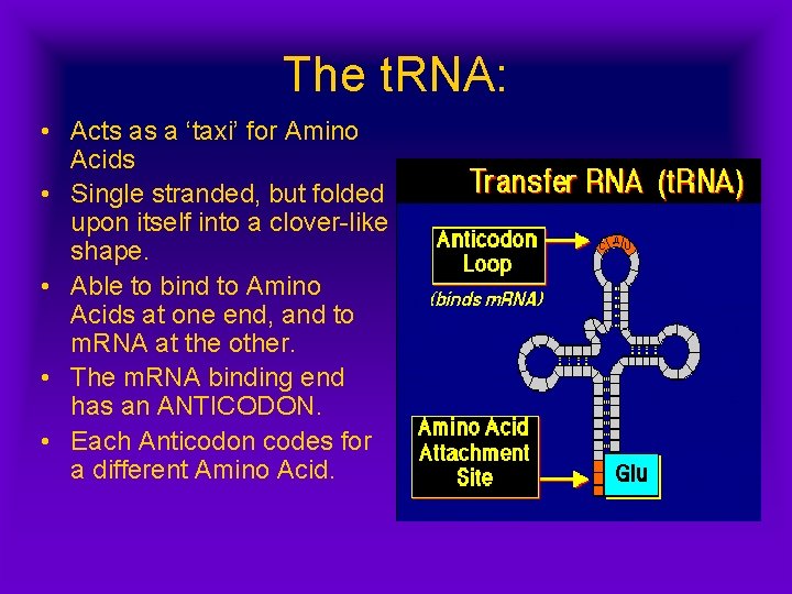 The t. RNA: • Acts as a ‘taxi’ for Amino Acids • Single stranded, The t. RNA: • Acts as a ‘taxi’ for Amino Acids • Single stranded,