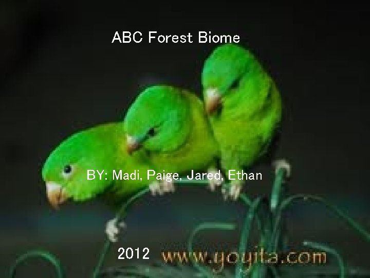 ABC Forest Biome Madi, BY: Paige, Jared, Madi, Ethan, Paige, Jared, Ethan 2012 