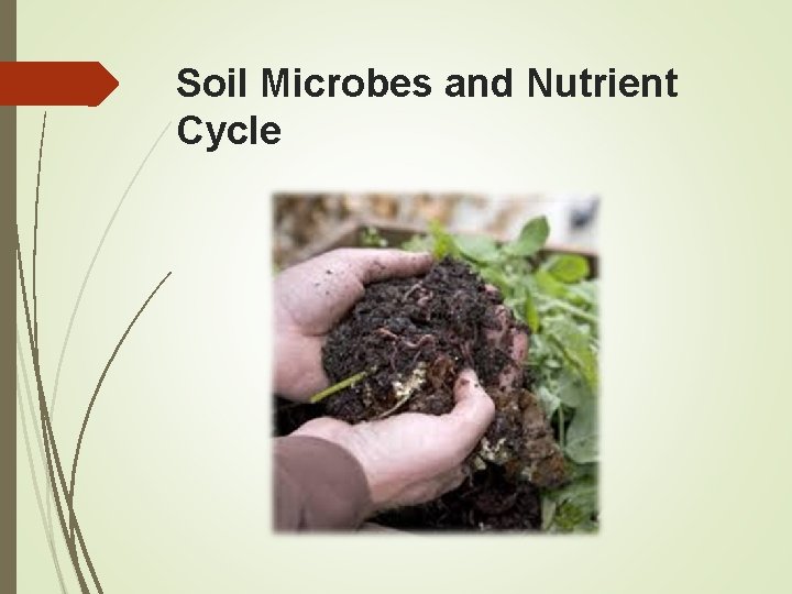 Soil Microbes and Nutrient Cycle 
